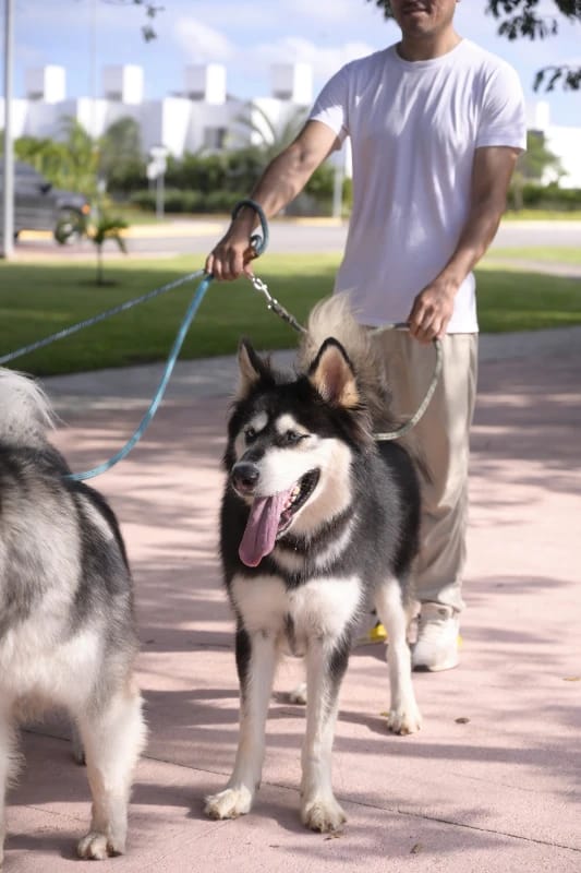 perros paseando